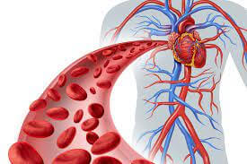 Suy giảm tuần hoàn máu ảnh hưởng đến tim